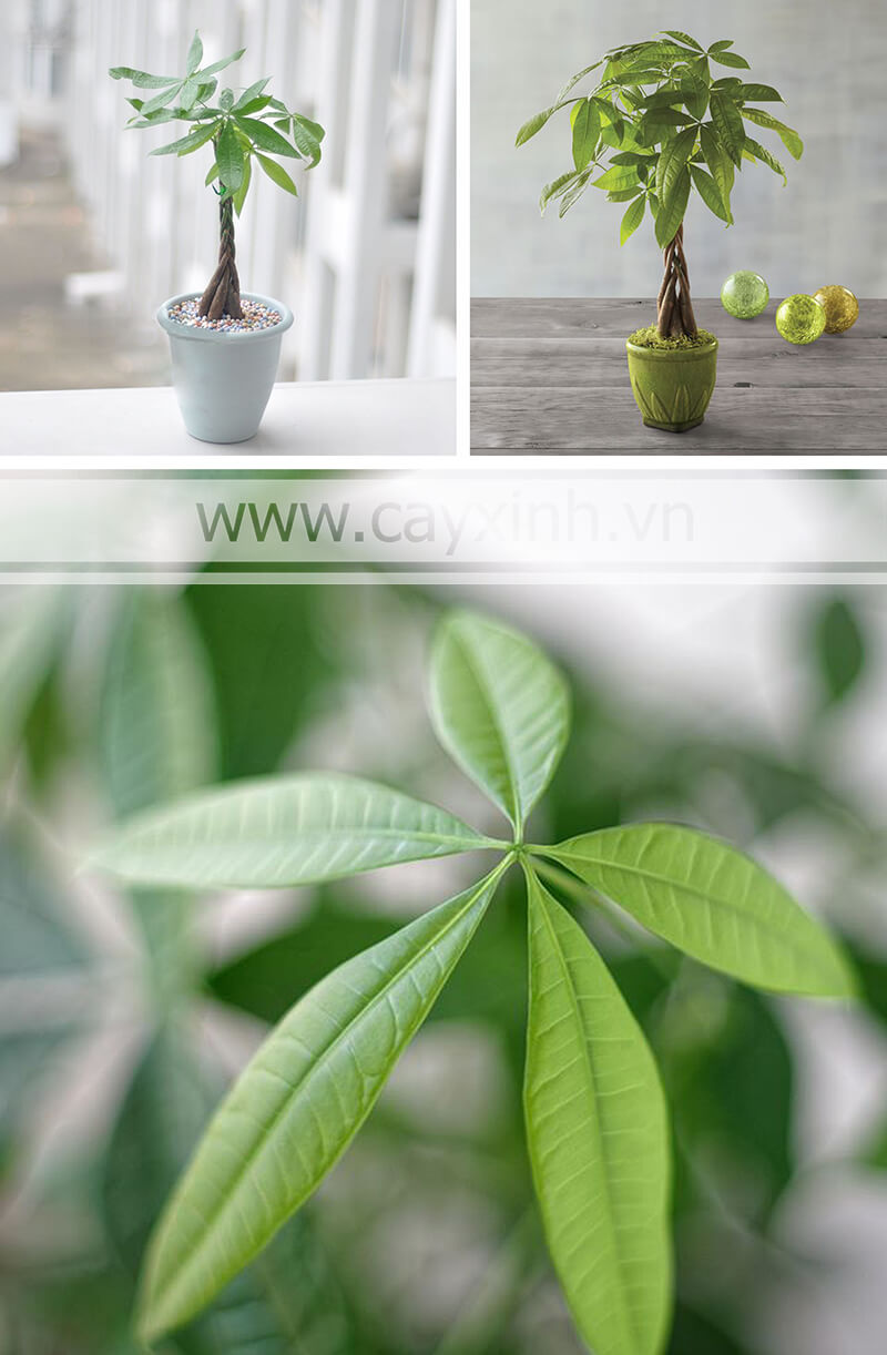 hình ảnh cây kim ngân